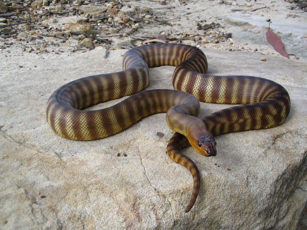 Змея с лапками