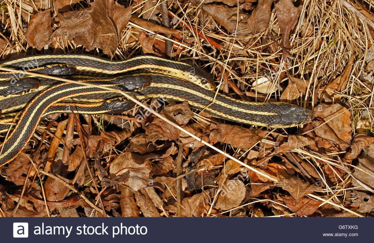 Lampropeltis getula
