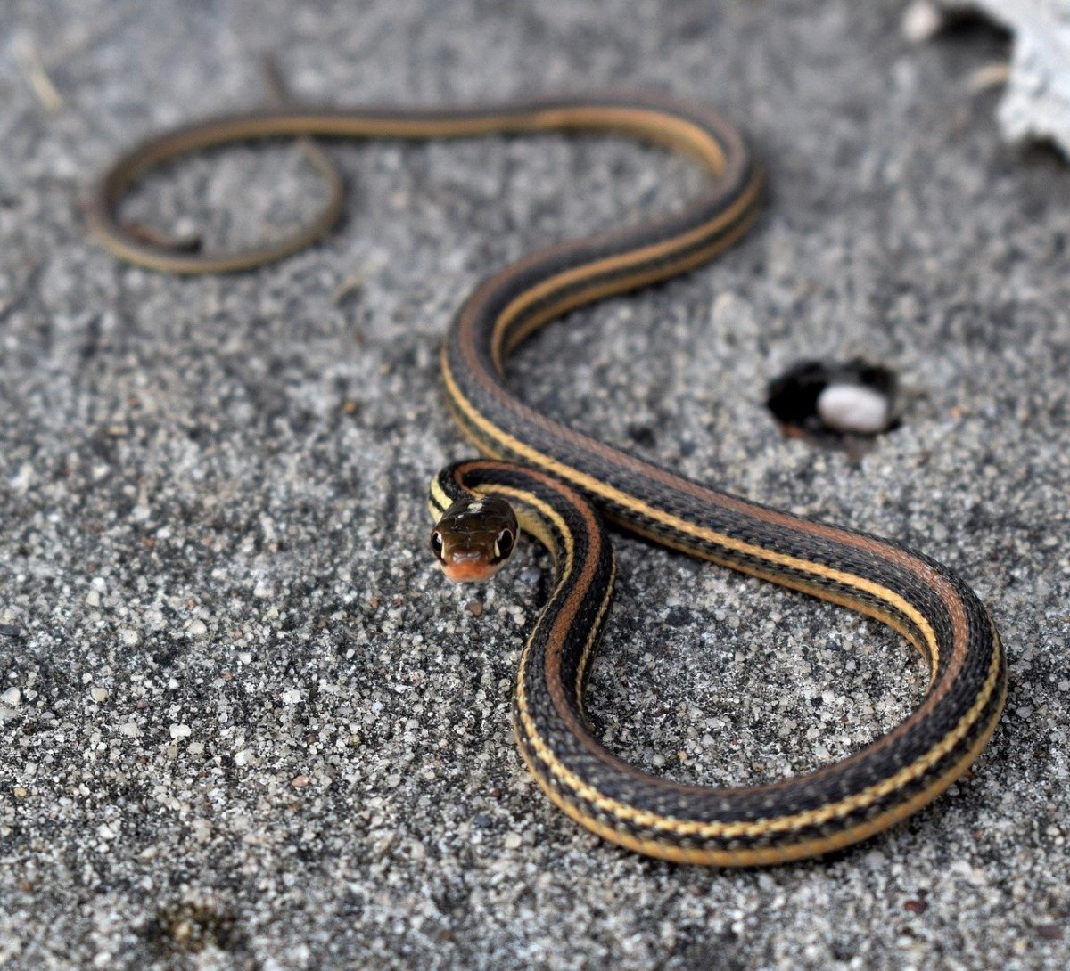 Thamnophis Marcianus