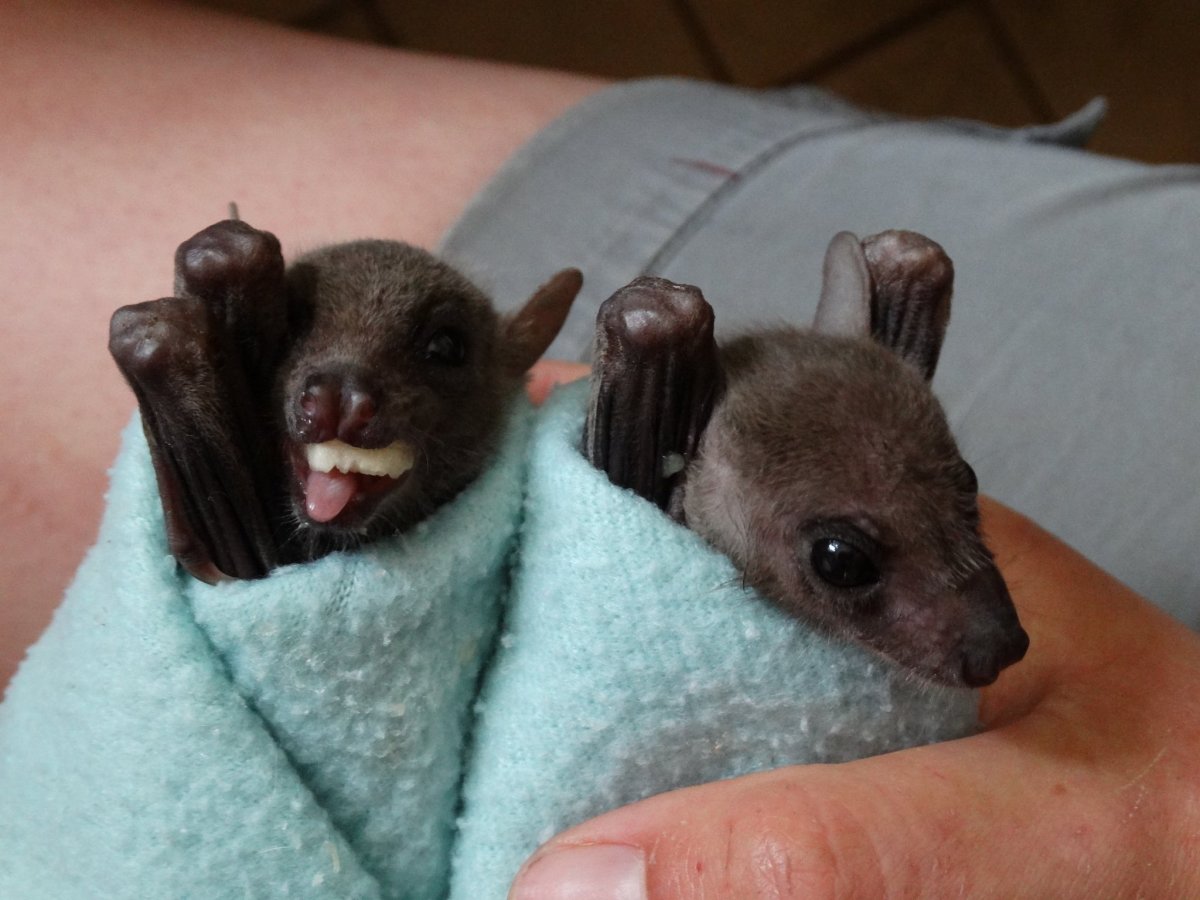 Белые нильские крыланы