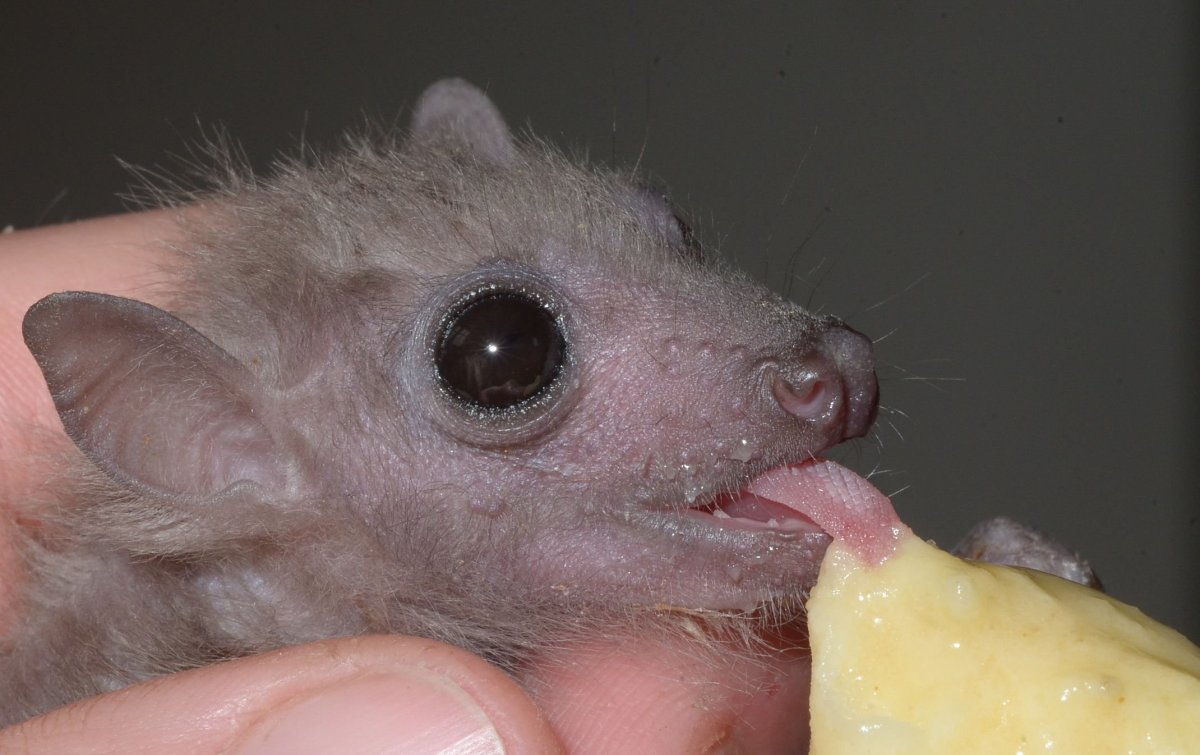 Детёныш летучей мыши