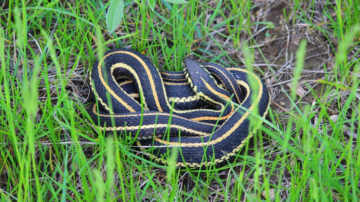 Thamnophis Radix