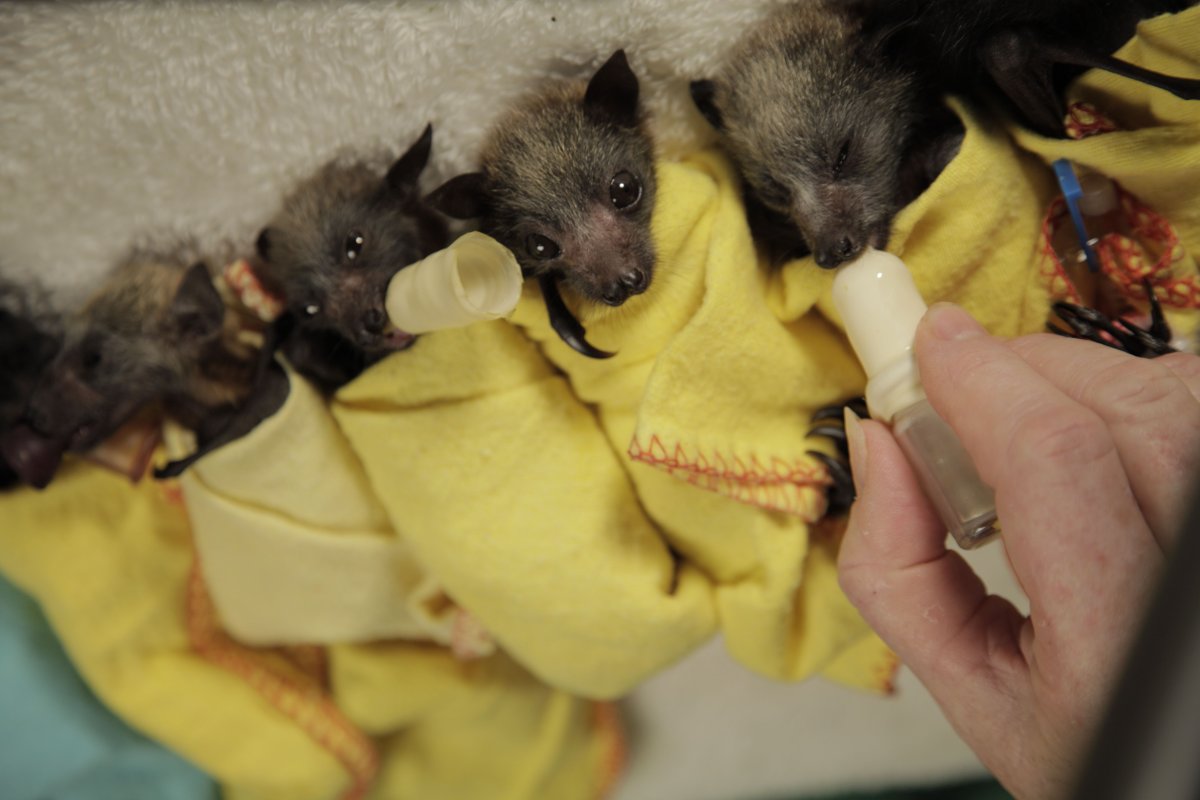 Летучие лисицы малыши