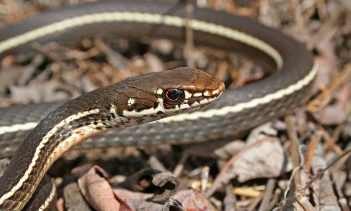 Thamnophis sauritus