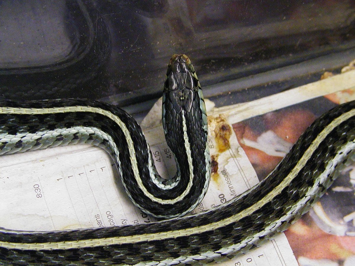Thamnophis sauritus