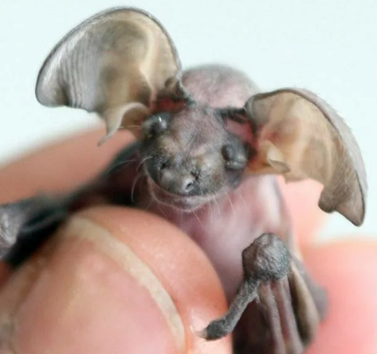 Ушан с детенышем