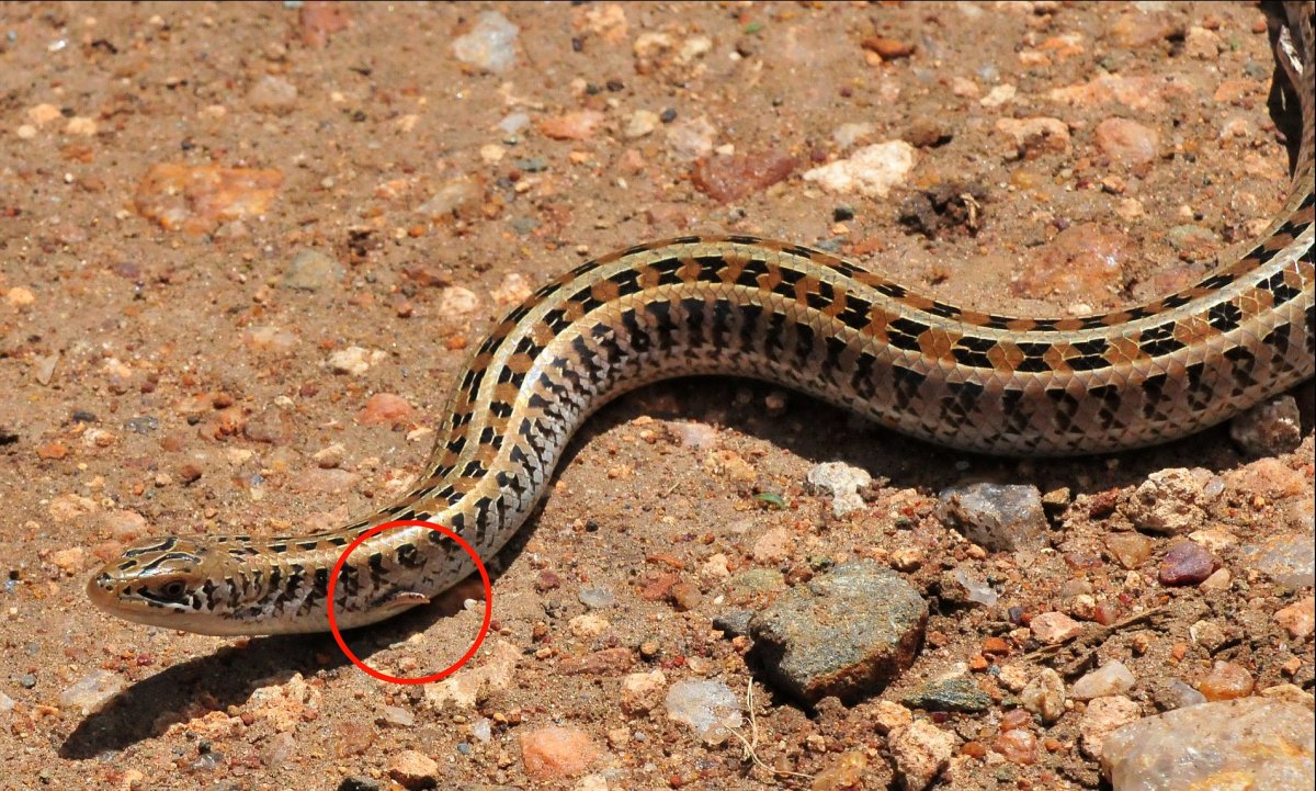 Ядовитая змея Кобра