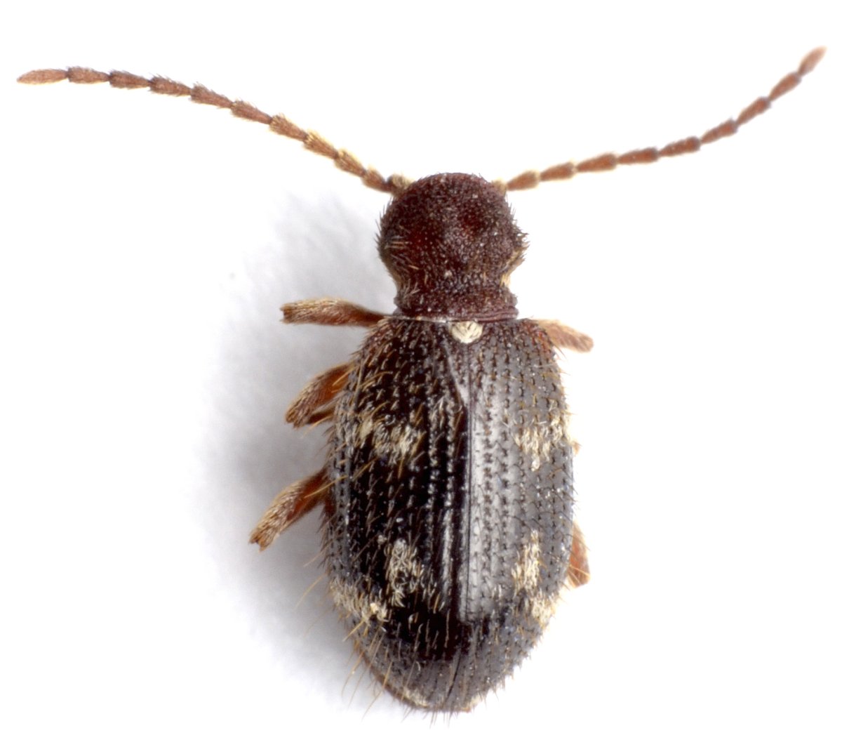 Rugathodes sexpunctatus