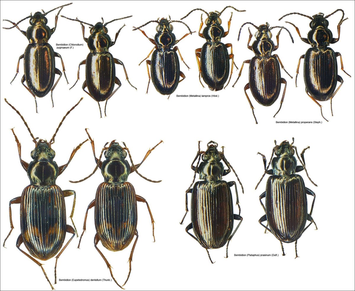 Ptinidae