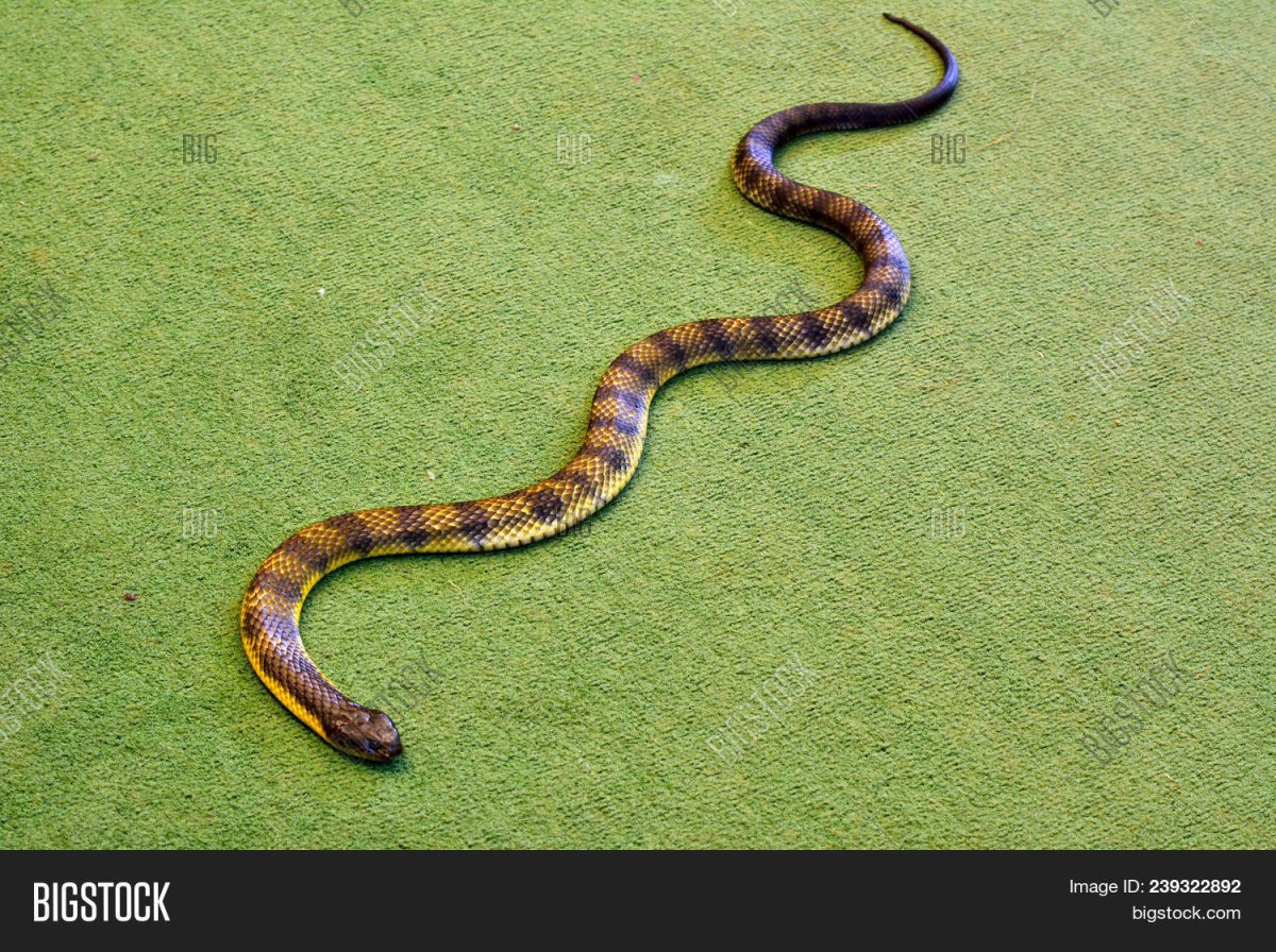 Thamnophis couchii