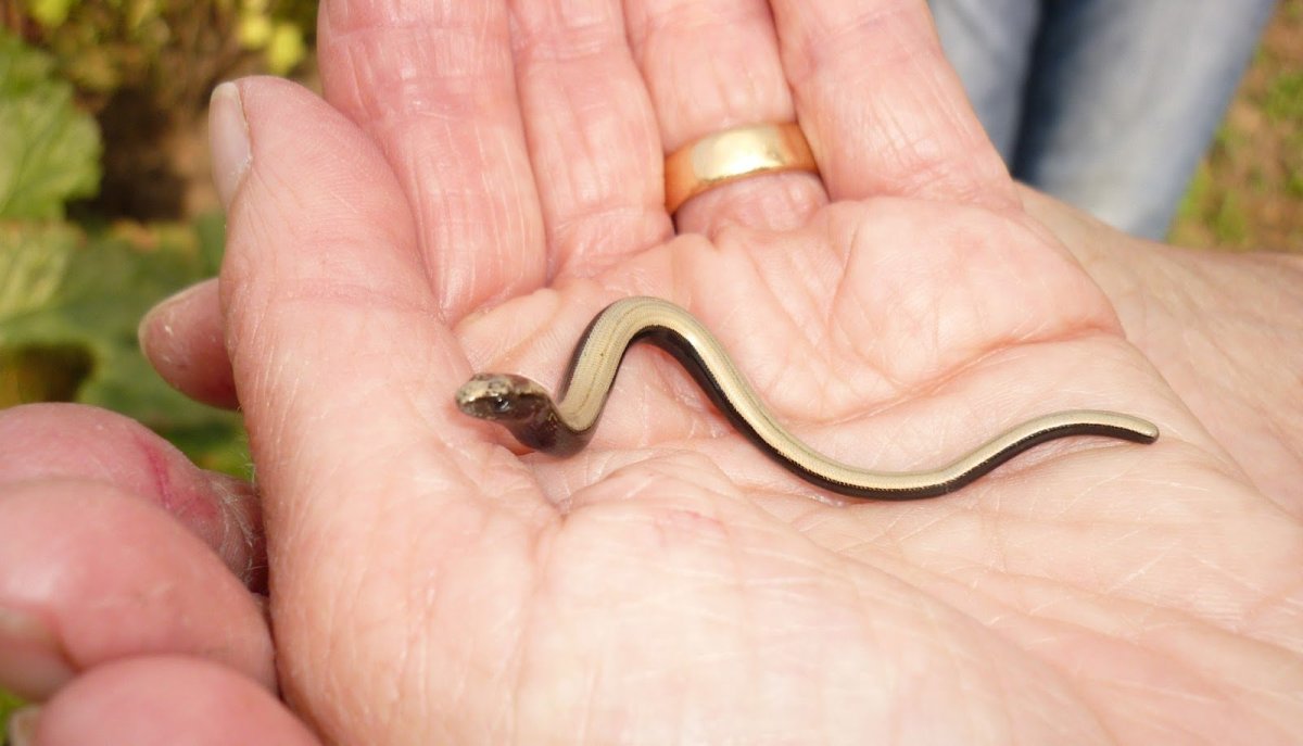 Королевский Крайт