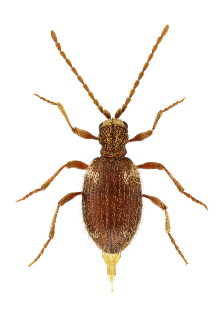 Жук притворяшка Gibbium Psylloides