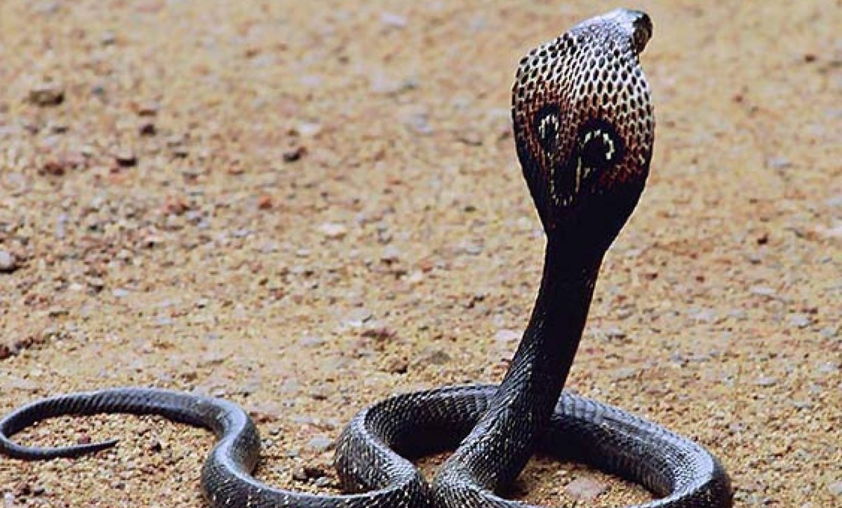 Змея подвязка