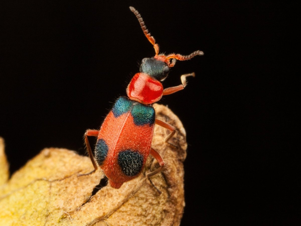 Жук притворяшка Gibbium Psylloides