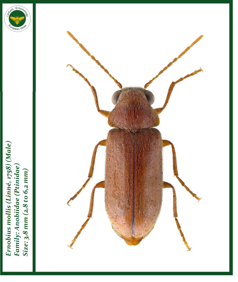 Аlosinus collaris