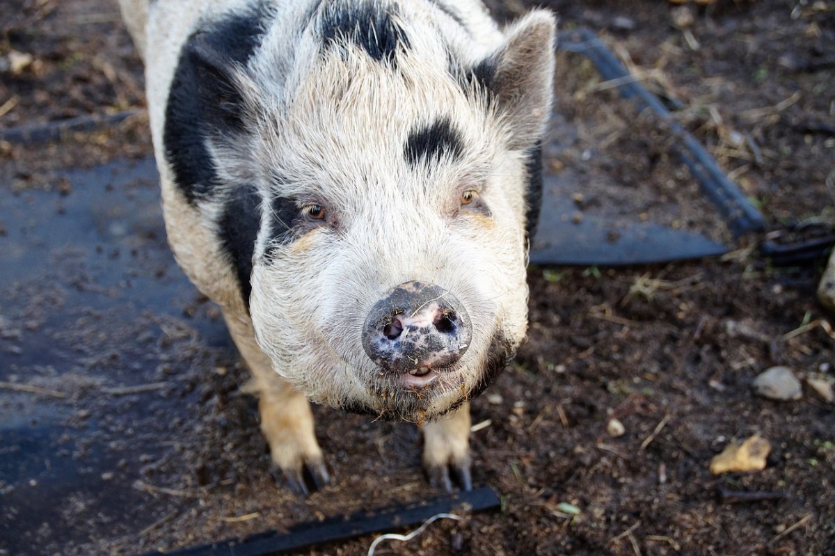 Пятнистые поросята