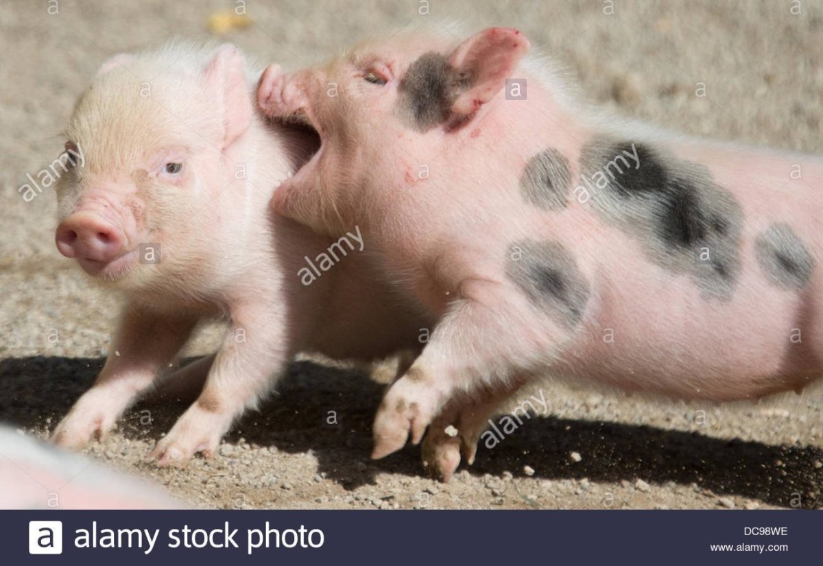 Поросята Миргородской породы