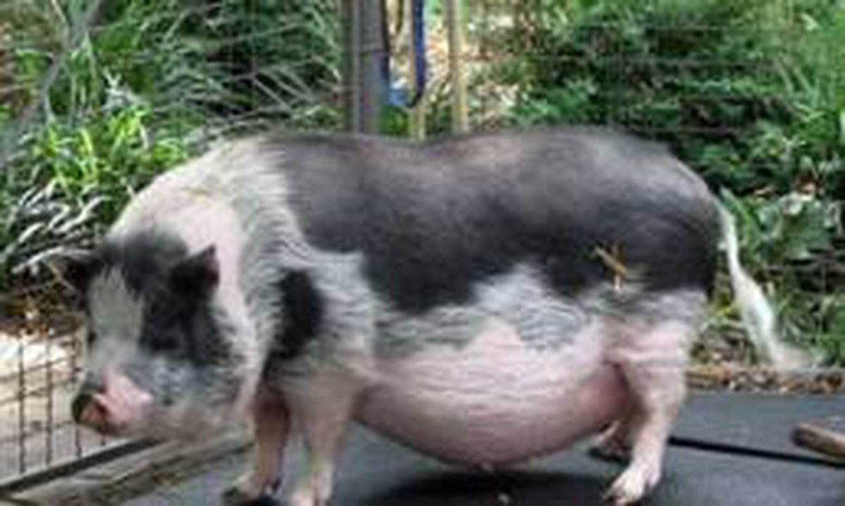 Мелкая порода свиней