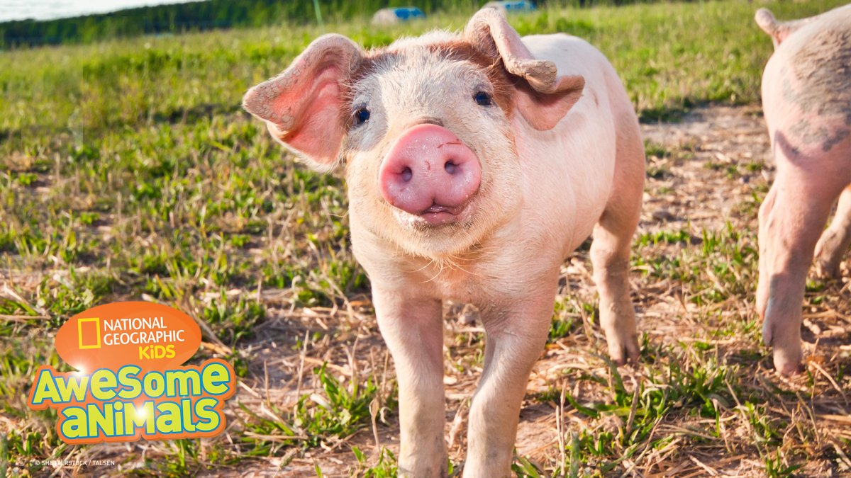 Чистая свинья