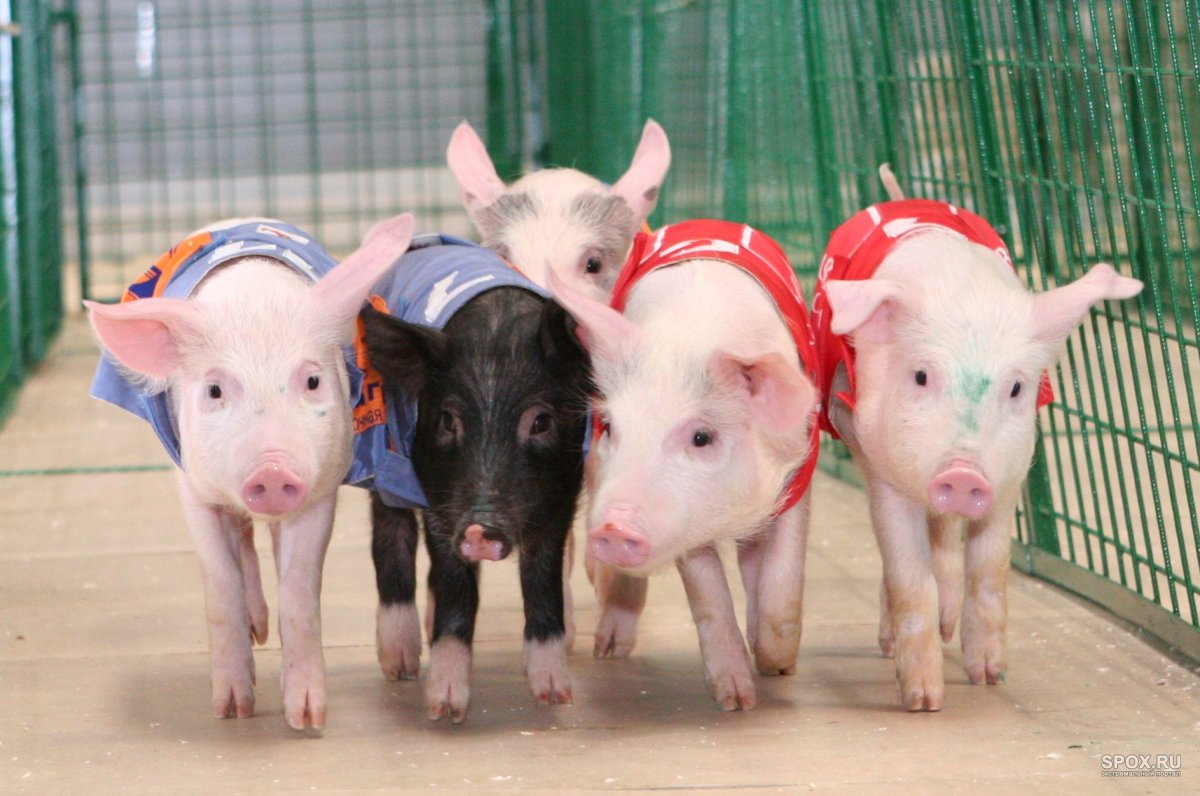 Четверо поросят