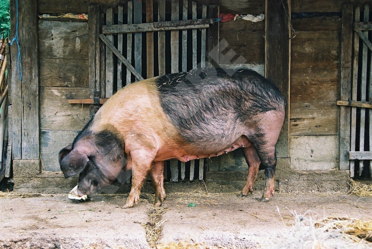 Миргородская порода свиней