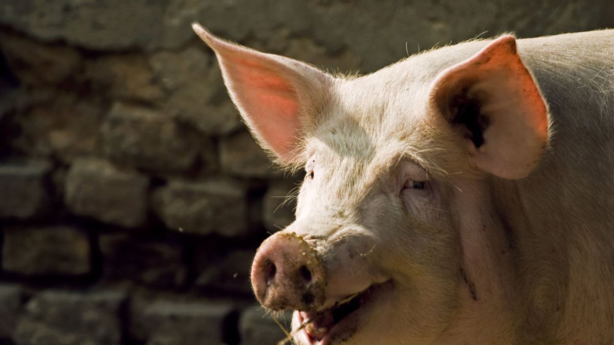 Кабан Воронежского заповедника