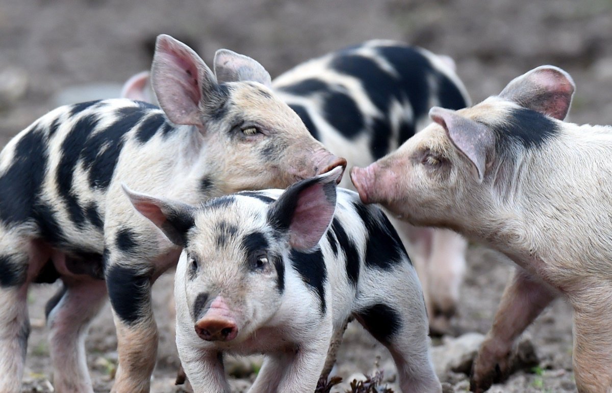 Порода свиней Темпо