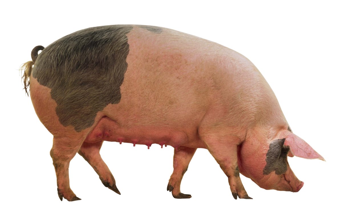 Леманская порода свиней