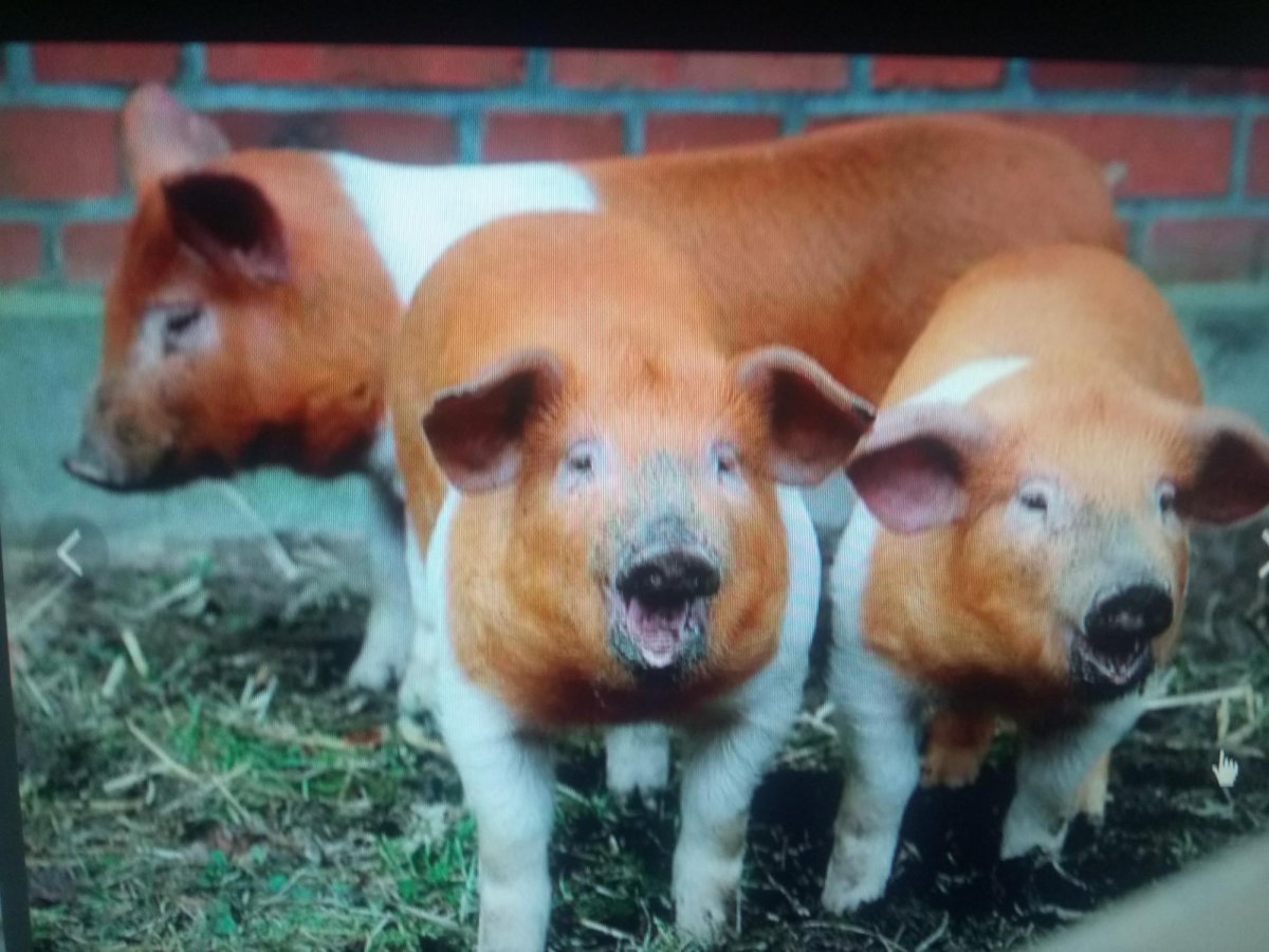 Датский дюрок