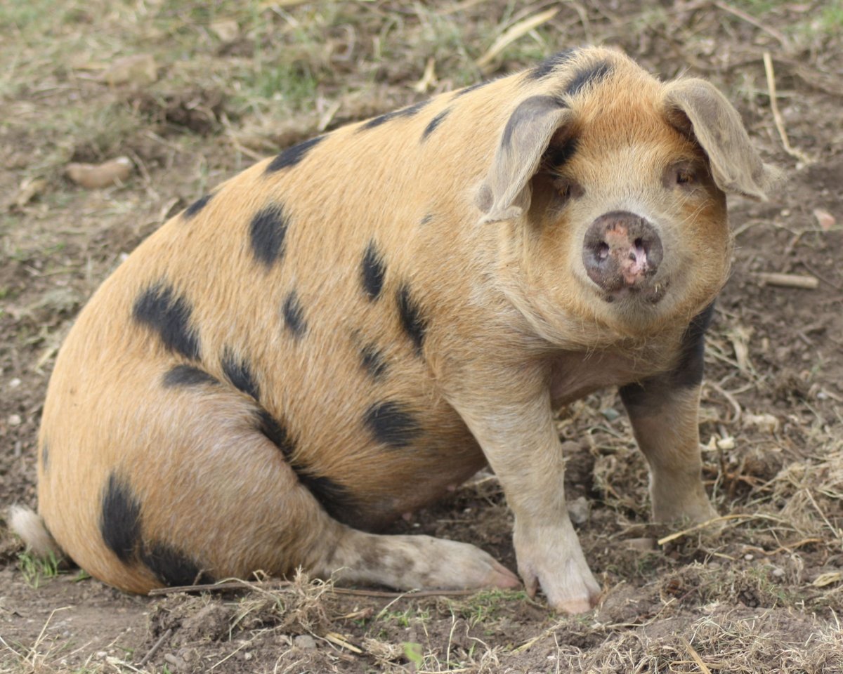 Свиньи породы Оксфорд