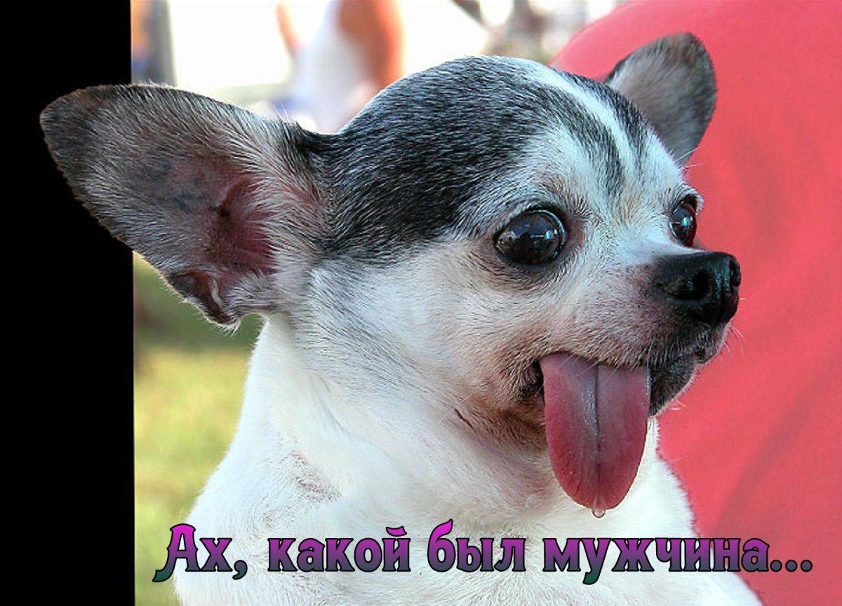 Мелкие собачки высунутый язык