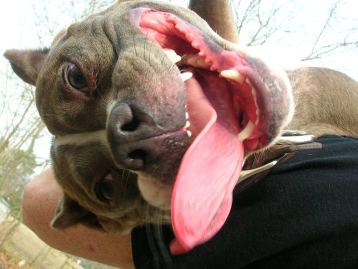 Слюнявая собака смешная