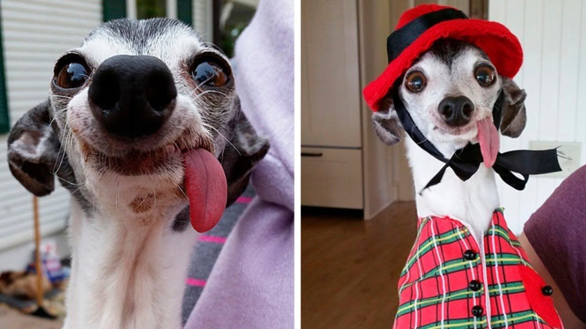 Заппа собака порода