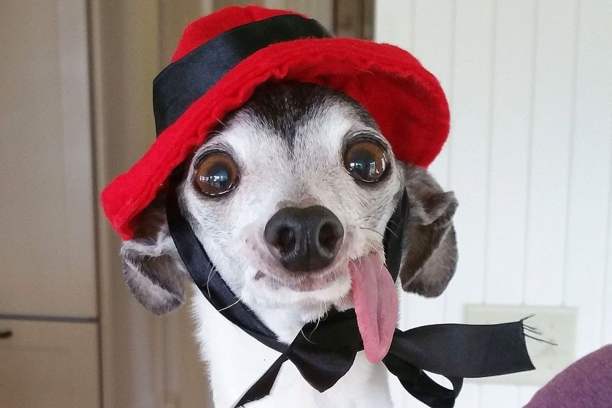 Ши-тцу с высунутым языком