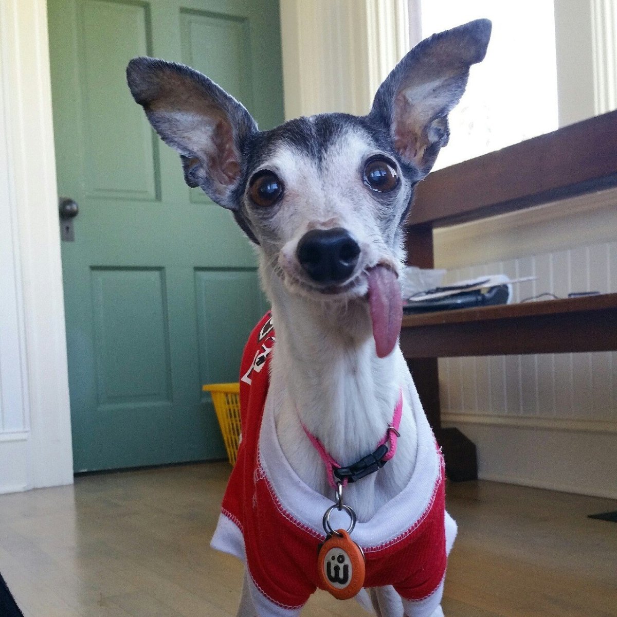 Беззубая Левретка Заппа