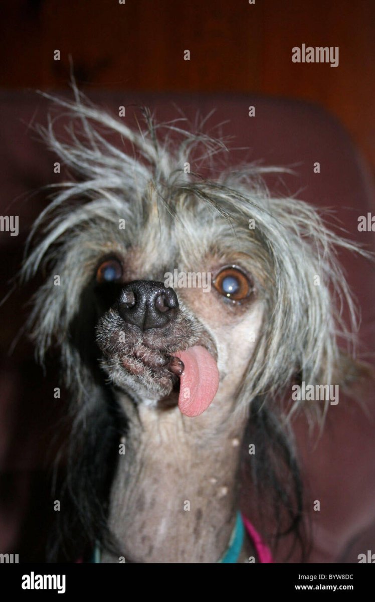 Собака с длинным языком