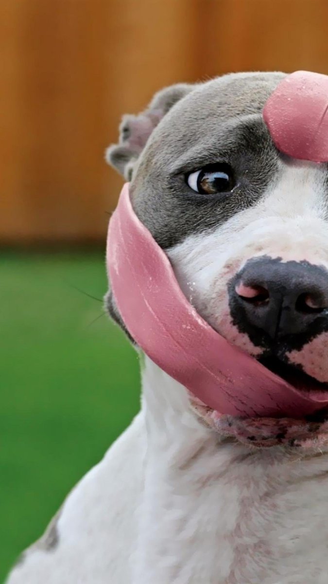 Собакис высунотом языком