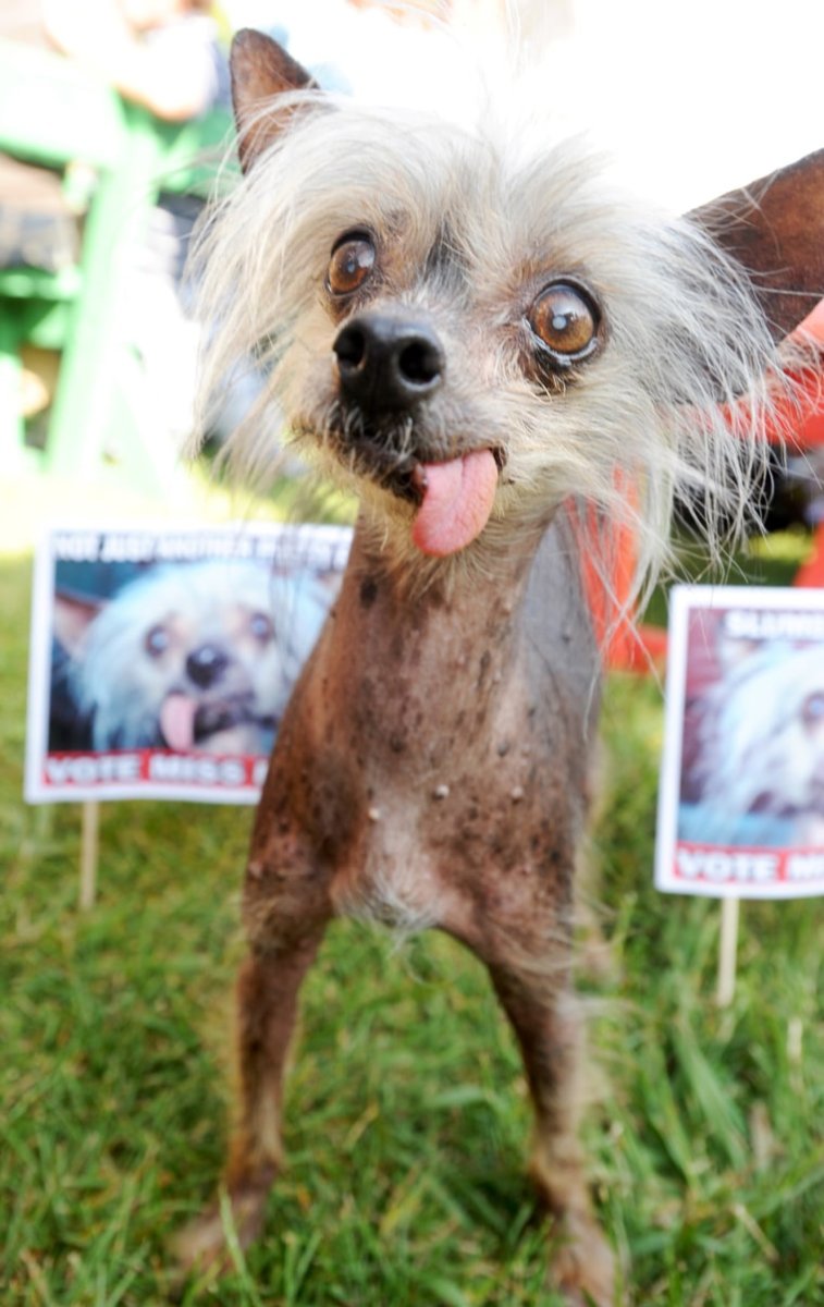 Собачки маленькие смешные
