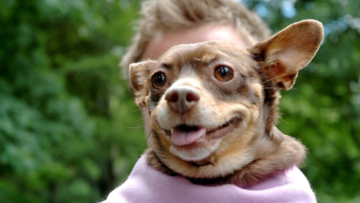 Приколы с собаками