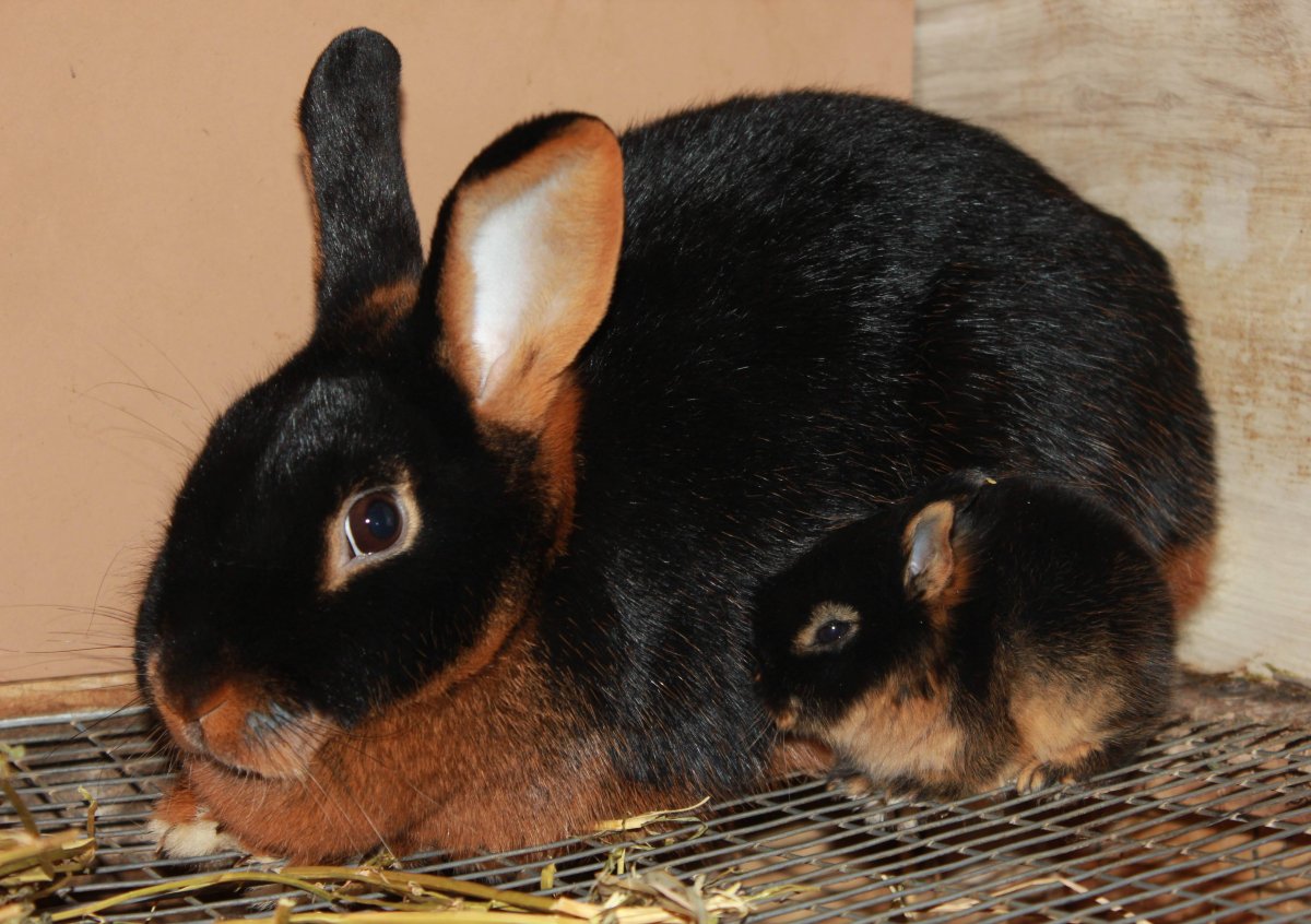 Кролик великан рекс