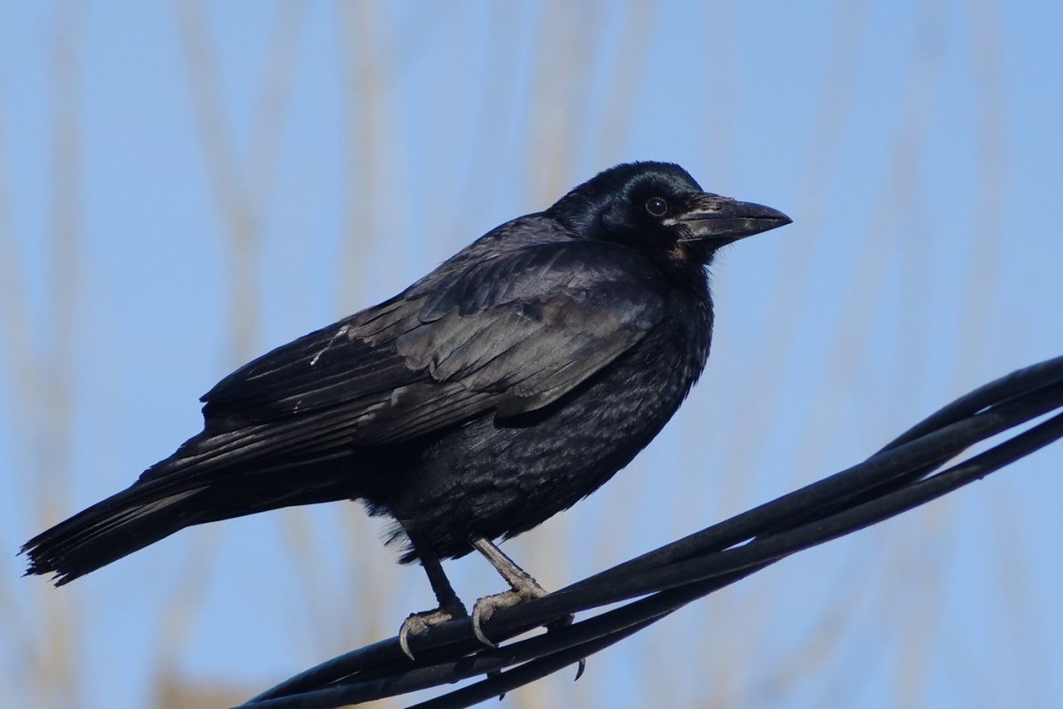 Грач молодой