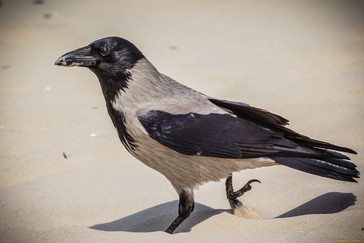 Ворон ворона Галка Грач