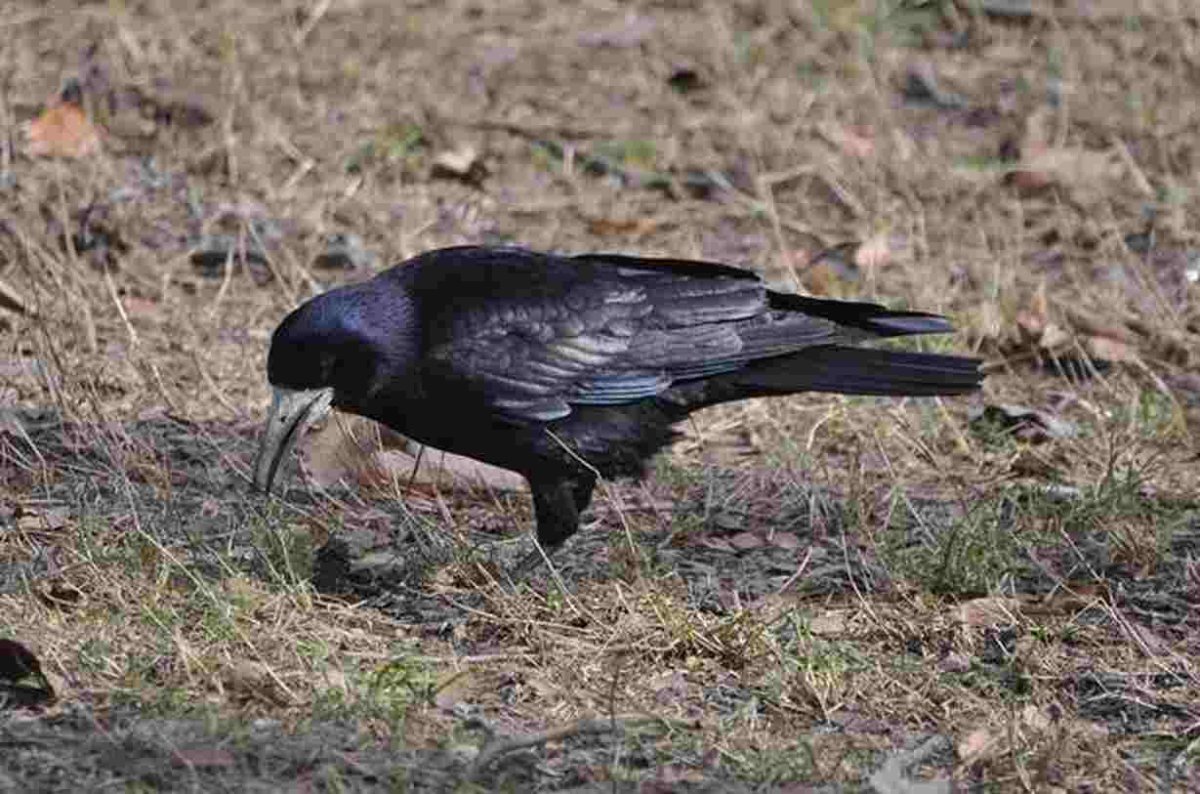 Грач Ленинградской области