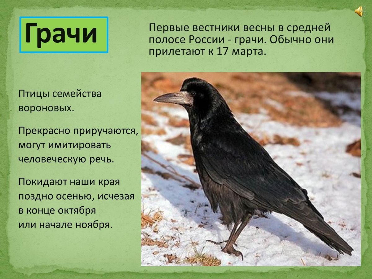 Птицы которые прилетают весной