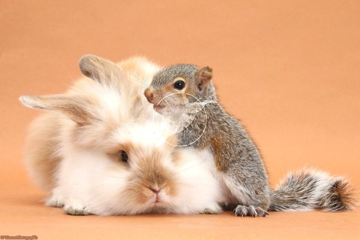 Кролик лежит на спине