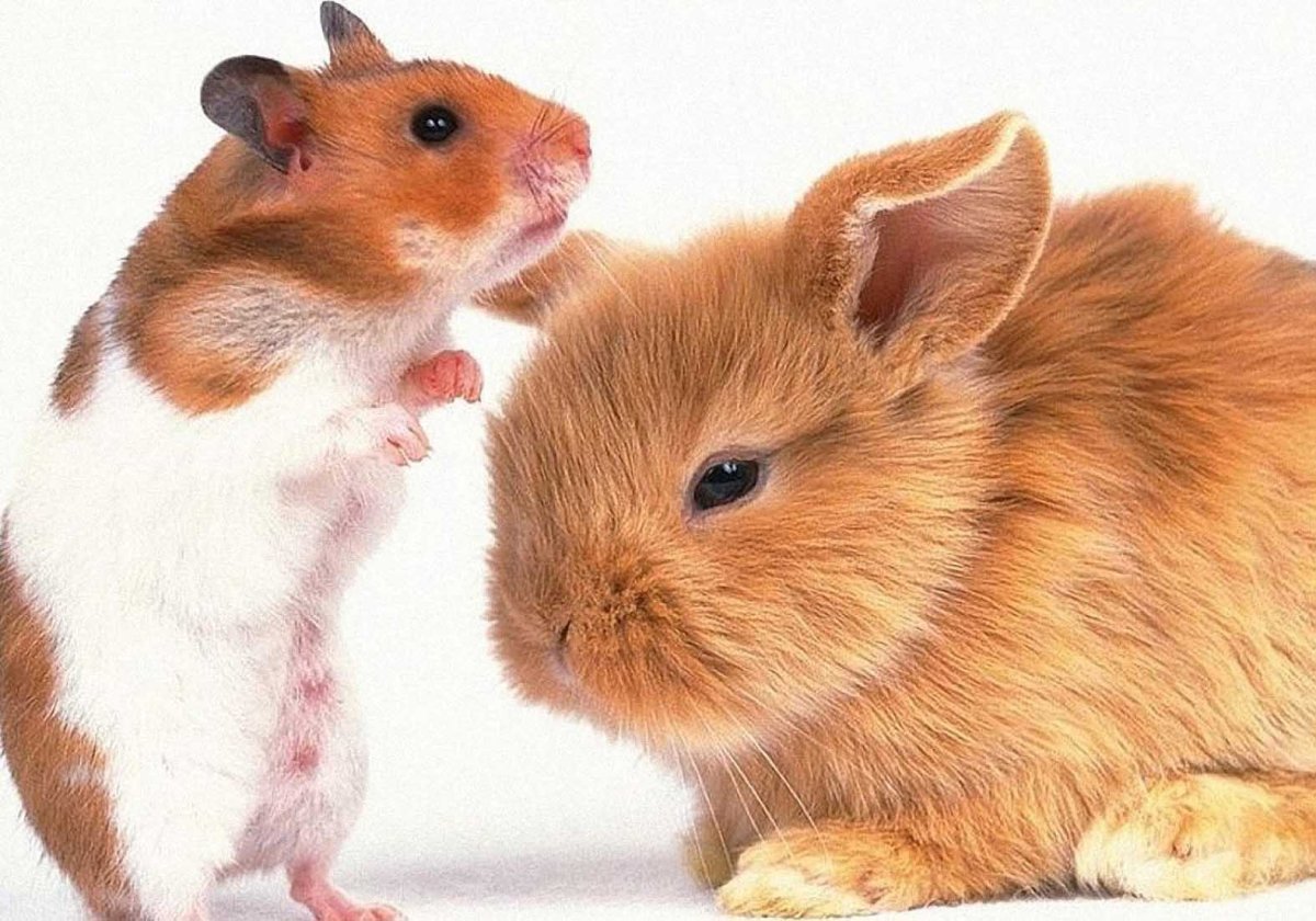 Кролик и морская Свинка