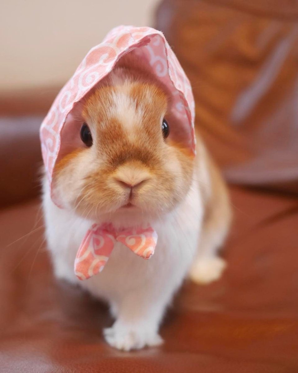 Кролик с бантиком