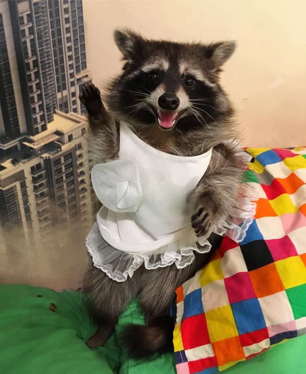 Одежда для енота полоскуна