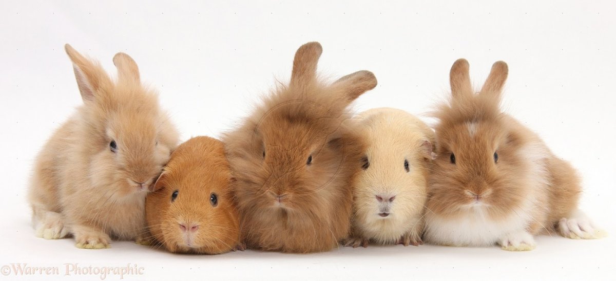 Кролик декоративный и морская Свинка