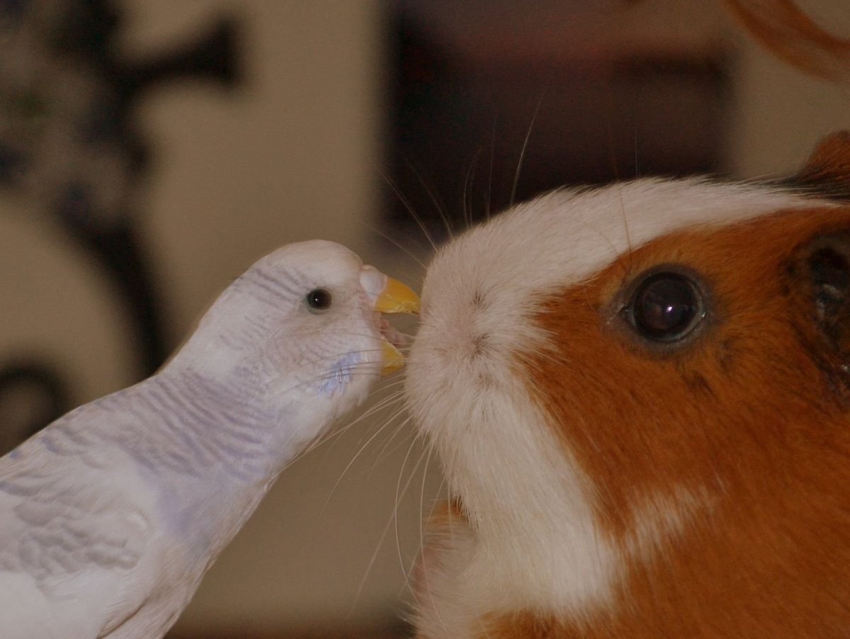 Попугайчик канарейка хомячок морская Свинка